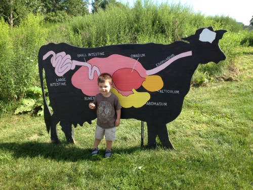 Children learning the interesting anatomy of a cow.