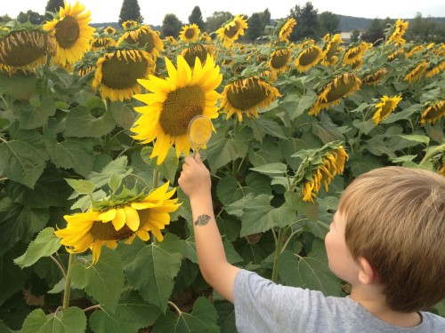 Loved looking for all the pollinators during the Farm Tour!